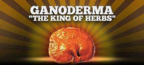 ganoderma_the_king_of_herbs.jpg