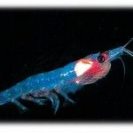 krill-rak-kep_sotetben.jpg