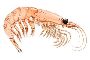 krill_small_2.jpg