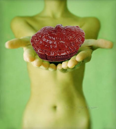szep_ganoderma_testtel.jpg